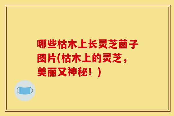 哪些枯木上长灵芝菌子图片(枯木上的灵芝，美丽又神秘！)