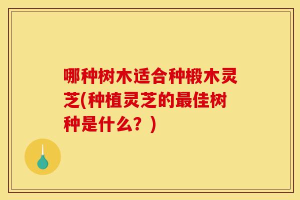 哪种树木适合种椴木灵芝(种植灵芝的最佳树种是什么？)