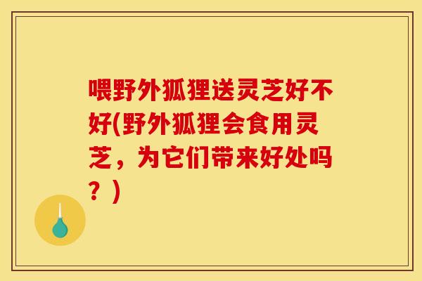 喂野外狐狸送灵芝好不好(野外狐狸会食用灵芝，为它们带来好处吗？)