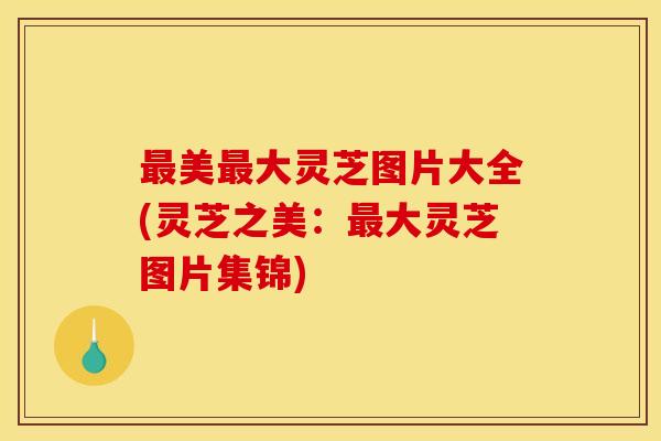 最美最大灵芝图片大全(灵芝之美:最大灵芝图片集锦) 最美最大灵芝图片大全(灵芝之美:最大灵芝图片集锦)