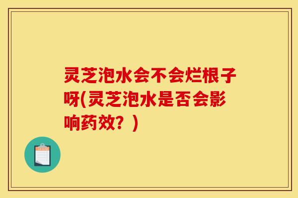 灵芝泡水会不会烂根子呀(灵芝泡水是否会影响药效？)
