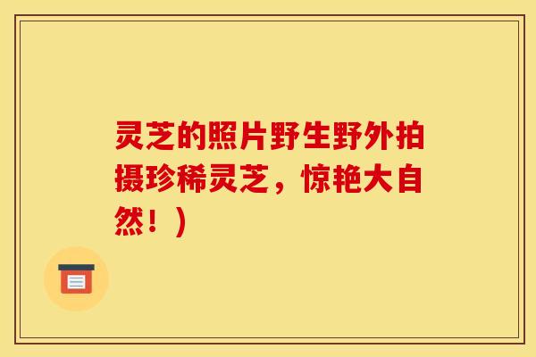 灵芝的照片野生野外拍摄珍稀灵芝，惊艳大自然！)