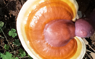 泰山赤灵芝孢子粉培育过程中具有哪些特点