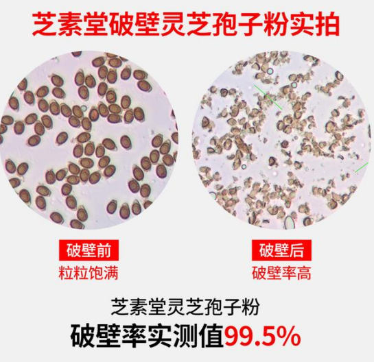 什么是灵芝破壁孢子粉,灵芝孢子粉破不破壁很重要! 什么是灵芝破壁孢子粉,灵芝孢子粉破不破壁很重要!