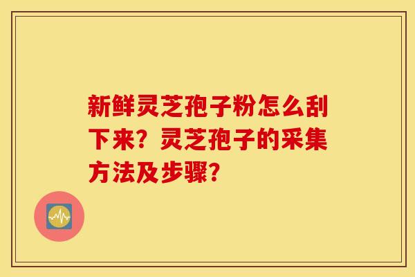 新鲜灵芝孢子粉怎么刮下来？灵芝孢子的采集方法及步骤？