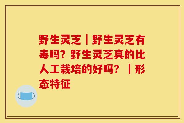 野生灵芝|野生灵芝有毒吗?野生灵芝真的比人工栽培的好吗?|形态特征 野生灵芝|野生灵芝有毒吗?野生灵芝真的比人工栽培的好吗?|形态特征