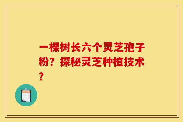 一棵树长六个灵芝孢子粉？探秘灵芝种植技术？