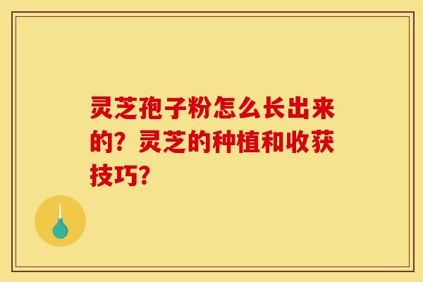 灵芝孢子粉怎么长出来的？灵芝的种植和收获技巧？