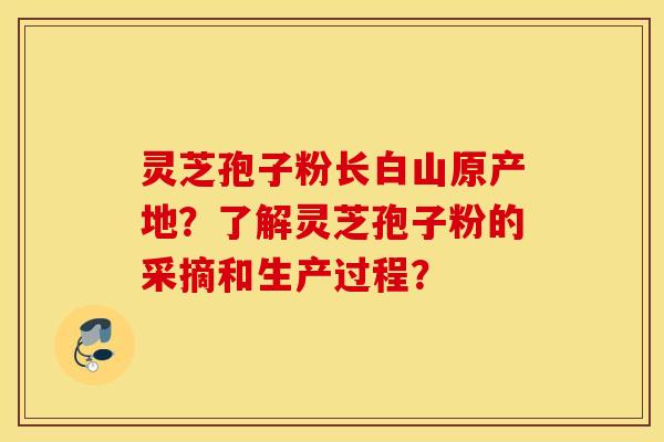 灵芝孢子粉长白山原产地？了解灵芝孢子粉的采摘和生产过程？