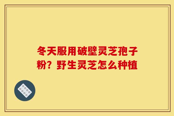 冬天服用破壁灵芝孢子粉？野生灵芝怎么种植