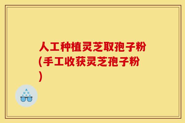 人工种植灵芝取孢子粉(手工收获灵芝孢子粉)