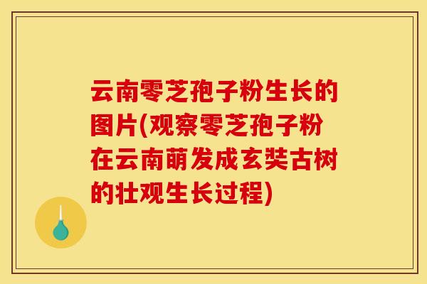 云南零芝孢子粉生长的图片(观察零芝孢子粉在云南萌发成玄奘古树的壮观生长过程)