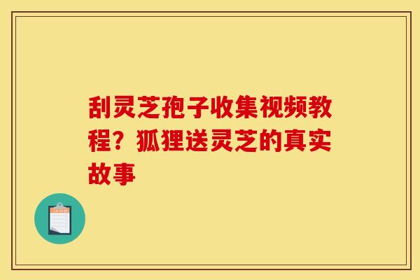 刮灵芝孢子收集视频教程？狐狸送灵芝的真实故事