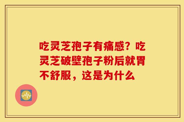 吃灵芝孢子有痛感？吃灵芝破壁孢子粉后就胃不舒服，这是为什么