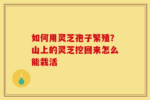 如何用灵芝孢子繁殖？山上的灵芝挖回来怎么能栽活