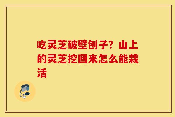 吃灵芝破壁刨子？山上的灵芝挖回来怎么能栽活