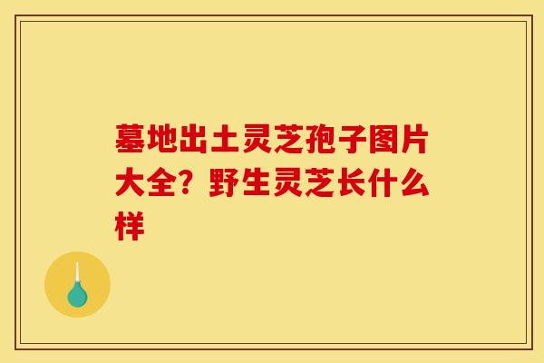 墓地出土灵芝孢子图片大全？野生灵芝长什么样