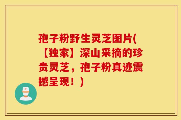 孢子粉野生灵芝图片(【独家】深山采摘的珍贵灵芝，孢子粉真迹震撼呈现！)