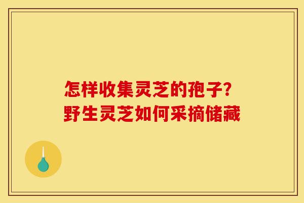 怎样收集灵芝的孢子？野生灵芝如何采摘储藏