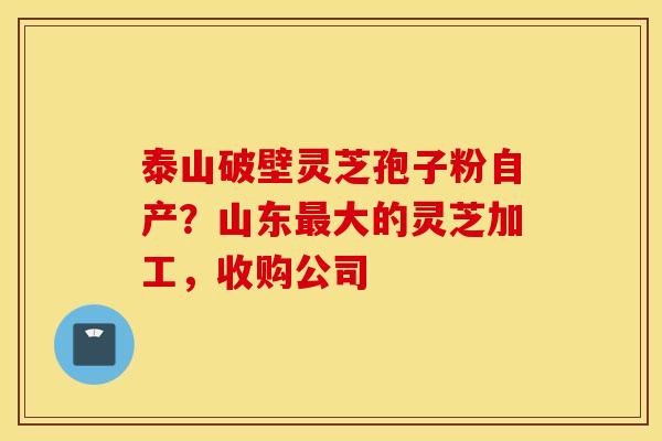 泰山破壁灵芝孢子粉自产？山东最大的灵芝加工，收购公司