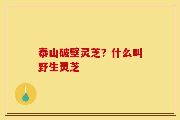 泰山破壁灵芝？什么叫野生灵芝