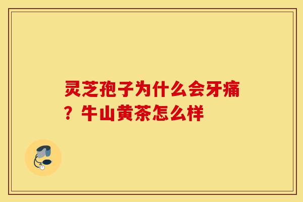 灵芝孢子为什么会牙痛？牛山黄茶怎么样