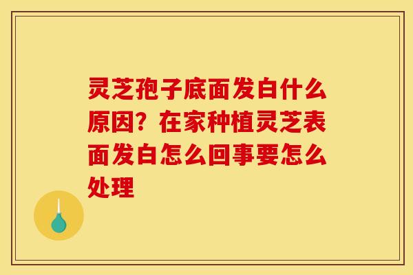 灵芝孢子底面发白什么原因？在家种植灵芝表面发白怎么回事要怎么处理