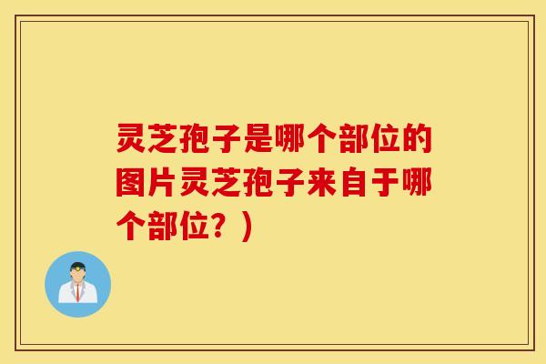 灵芝孢子是哪个部位的图片灵芝孢子来自于哪个部位？)