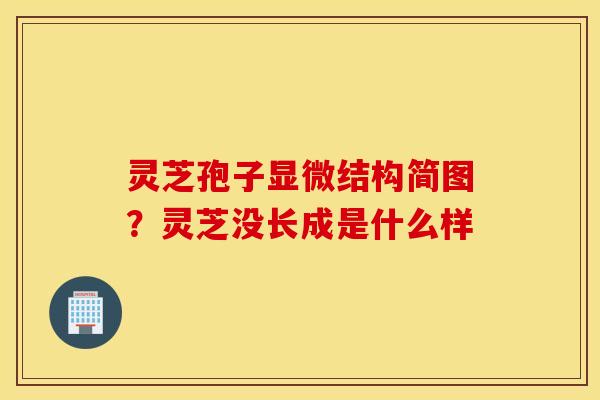 灵芝孢子显微结构简图？灵芝没长成是什么样