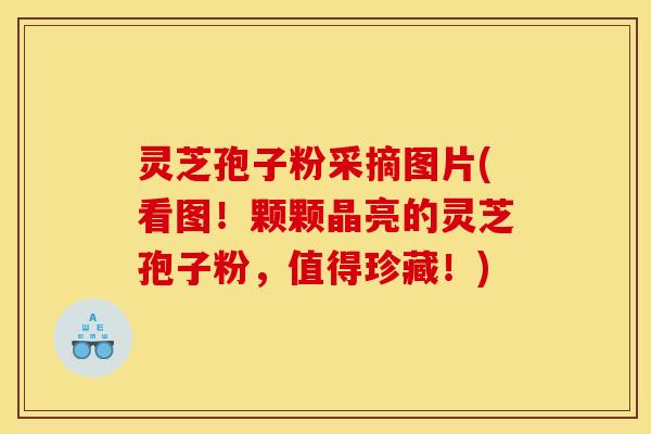 灵芝孢子粉采摘图片(看图！颗颗晶亮的灵芝孢子粉，值得珍藏！)