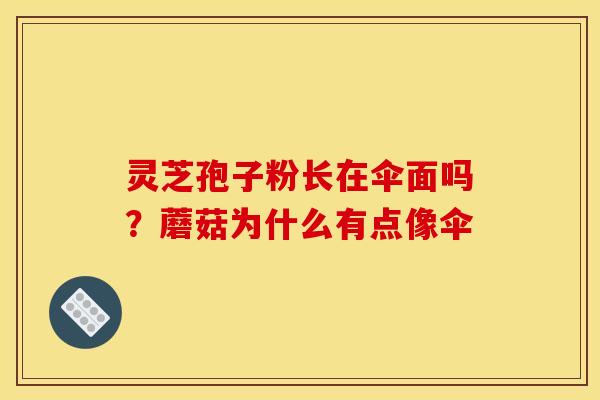 灵芝孢子粉长在伞面吗？蘑菇为什么有点像伞