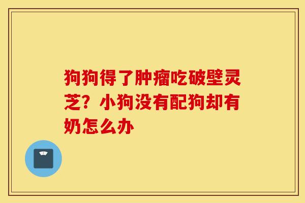 狗狗得了肿瘤吃破壁灵芝？小狗没有配狗却有奶怎么办
