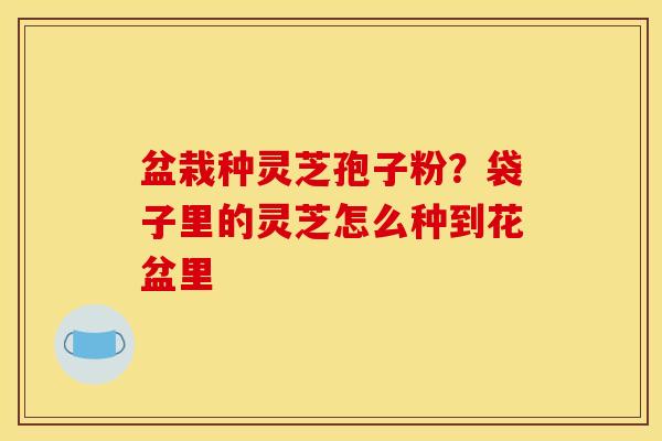 盆栽种灵芝孢子粉？袋子里的灵芝怎么种到花盆里