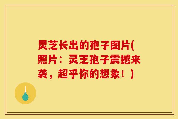 灵芝长出的孢子图片(照片：灵芝孢子震撼来袭，超乎你的想象！)