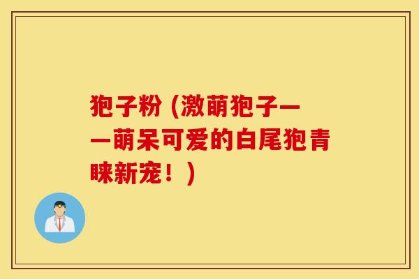 狍子粉 (激萌狍子——萌呆可爱的白尾狍青睐新宠！)