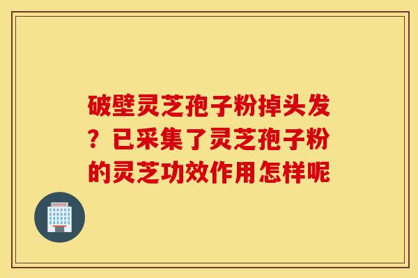 破壁灵芝孢子粉掉头发？已采集了灵芝孢子粉的灵芝功效作用怎样呢