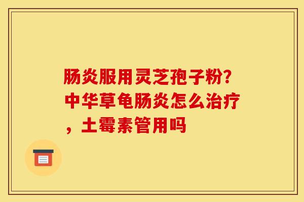肠炎服用灵芝孢子粉？中华草龟肠炎怎么治疗，土霉素管用吗