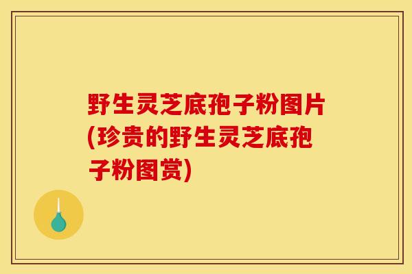 野生灵芝底孢子粉图片(珍贵的野生灵芝底孢子粉图赏)