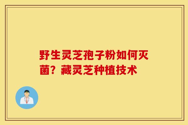 野生灵芝孢子粉如何灭菌？藏灵芝种植技术