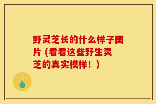 野灵芝长的什么样子图片 (看看这些野生灵芝的真实模样！)