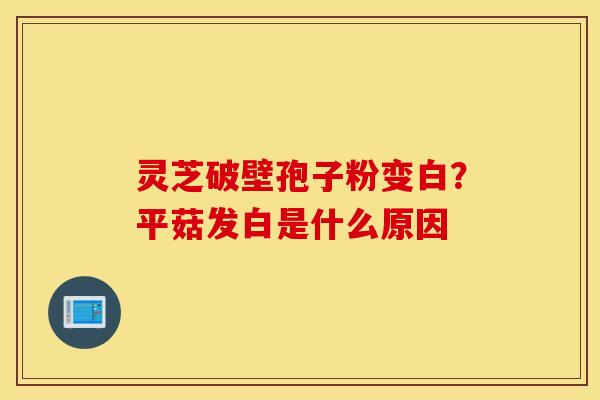 灵芝破壁孢子粉变白？平菇发白是什么原因