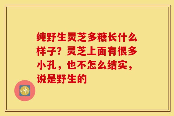 纯野生灵芝多糖长什么样子？灵芝上面有很多小孔，也不怎么结实，说是野生的