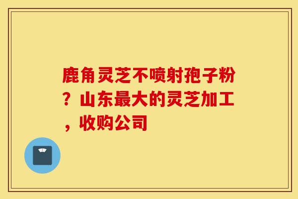 鹿角灵芝不喷射孢子粉？山东最大的灵芝加工，收购公司