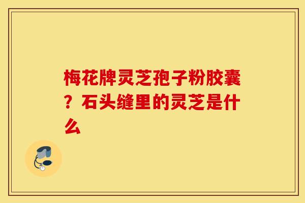 梅花牌灵芝孢子粉胶囊？石头缝里的灵芝是什么