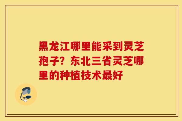 黑龙江哪里能采到灵芝孢子？东北三省灵芝哪里的种植技术最好