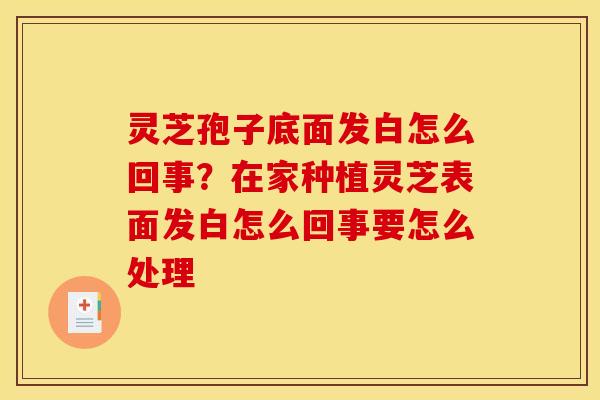 灵芝孢子底面发白怎么回事？在家种植灵芝表面发白怎么回事要怎么处理