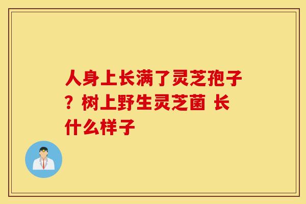 人身上长满了灵芝孢子？树上野生灵芝菌 长什么样子