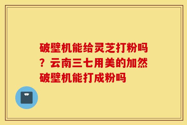破壁机能给灵芝打粉吗？云南三七用美的加然破壁机能打成粉吗