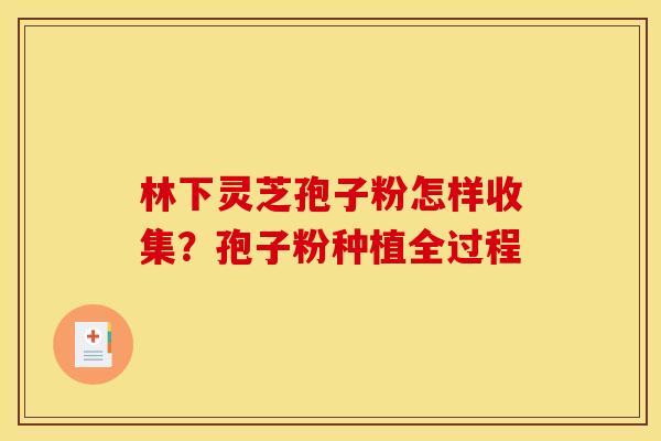 林下灵芝孢子粉怎样收集？孢子粉种植全过程