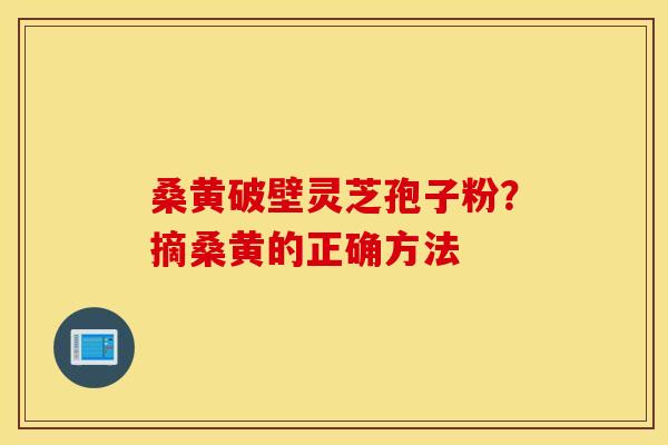 桑黄破壁灵芝孢子粉？摘桑黄的正确方法